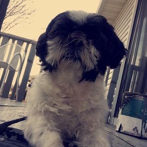 Meet your Posher, Spencer